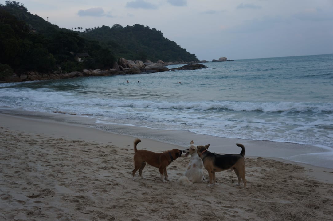 Ständige begleiter Hotel Thongtapan Resort