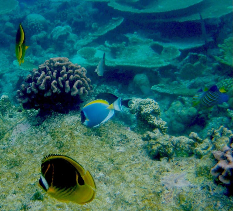 Schnorcheln Kuramathi Maldives