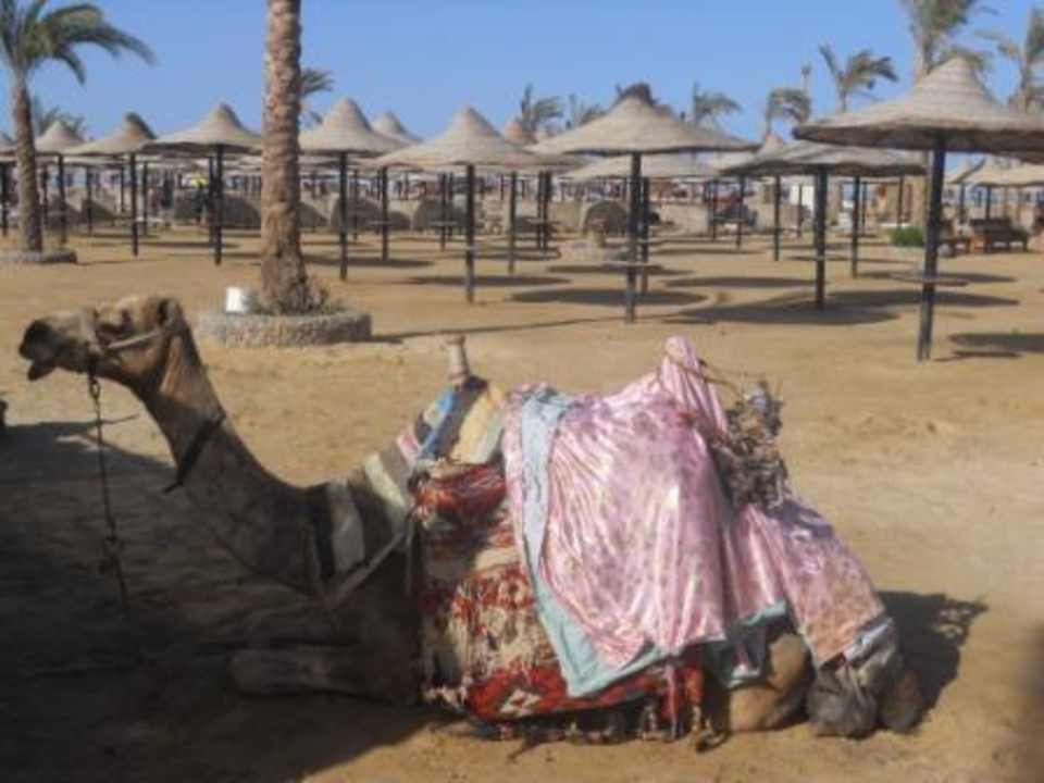 Kamel am Strand Riviera Aqua Park Resort