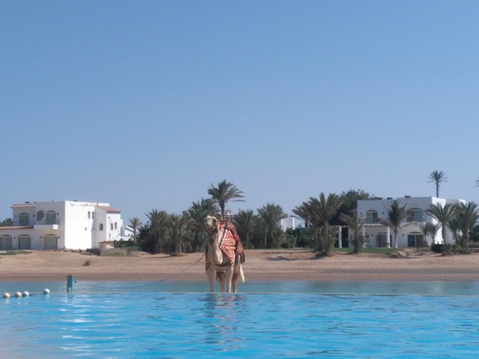 Strand Mövenpick Resort & Spa El Gouna