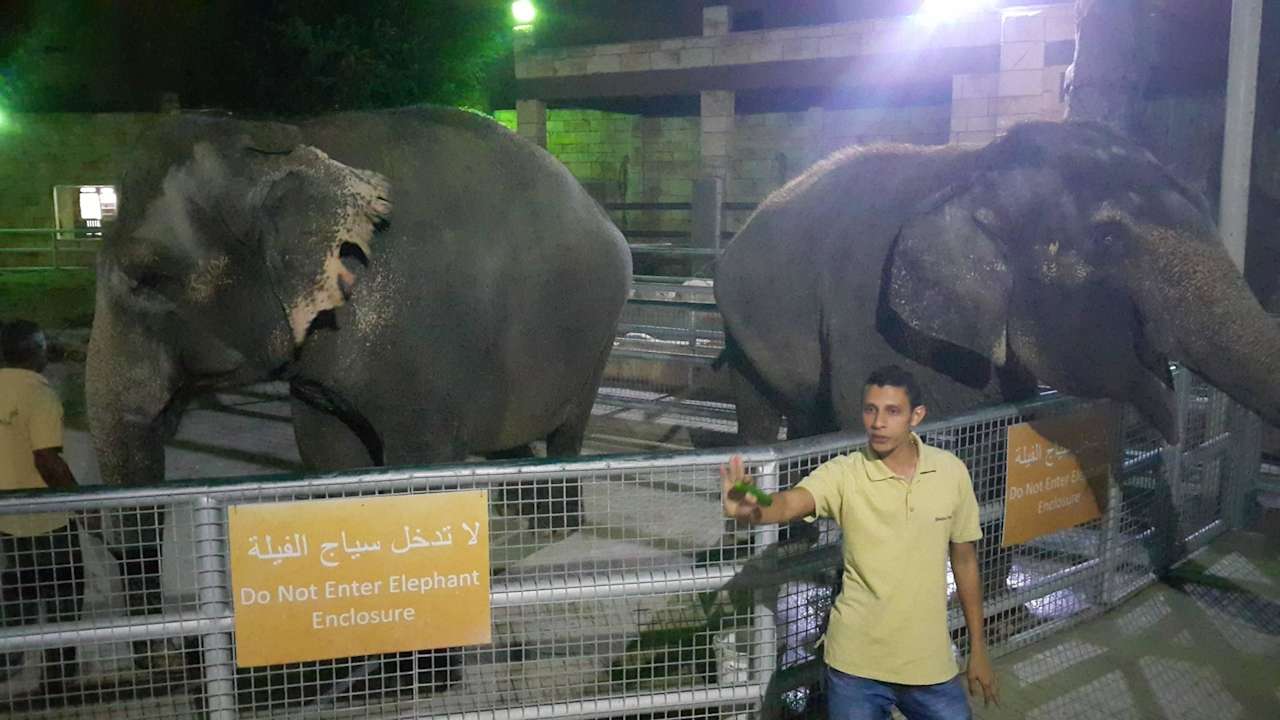 Elephant Feeding Area Hotel Emirates Park Resort