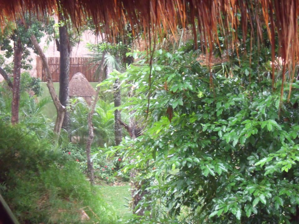 Blick vom Balkon in den Djungel Iberostar Waves Tucan