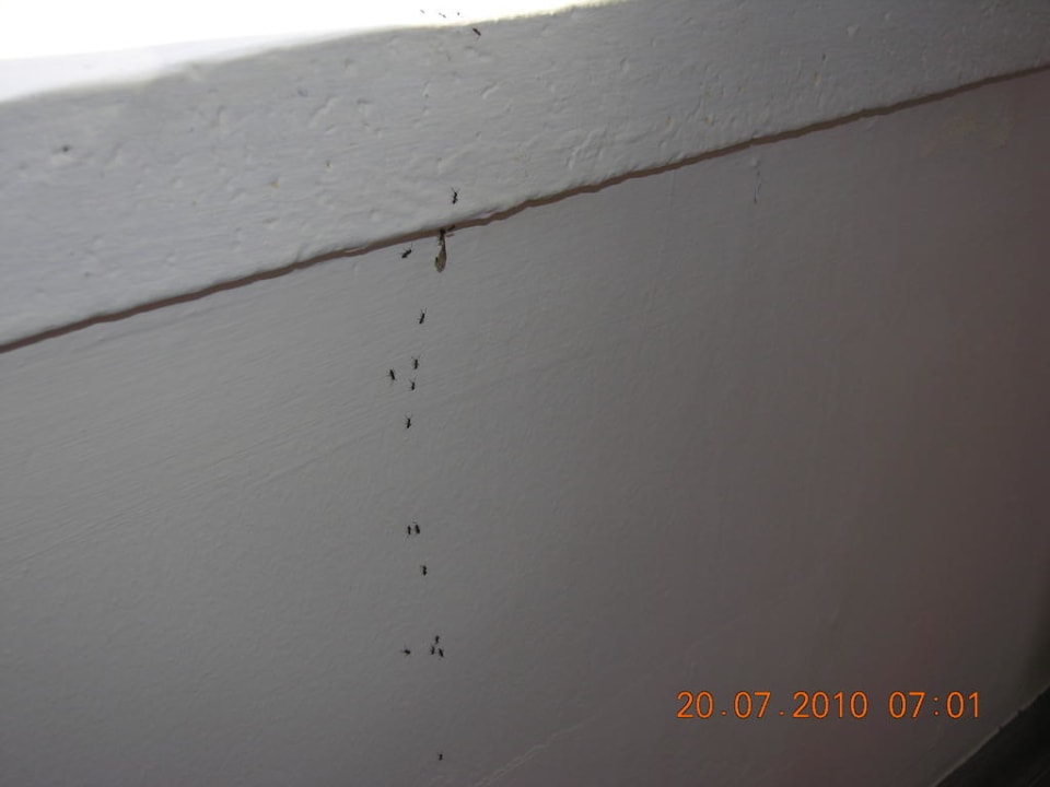 Ameisen im Zimmer Mira Meridia Beach Hotel