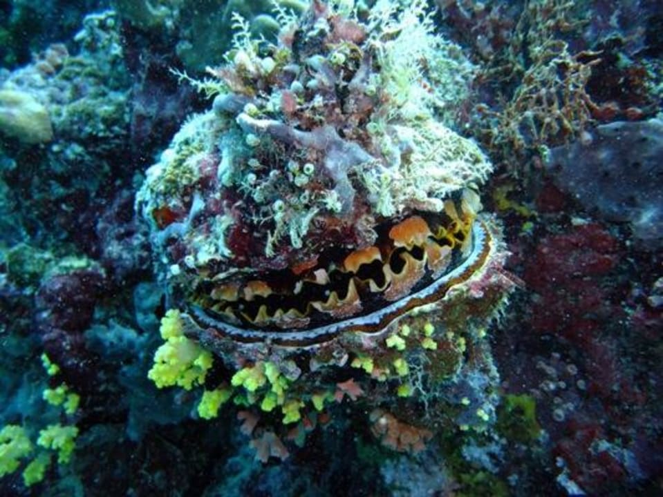 Unterwasser - Bootstauchgang NH Collection Maldives Reethi Resort