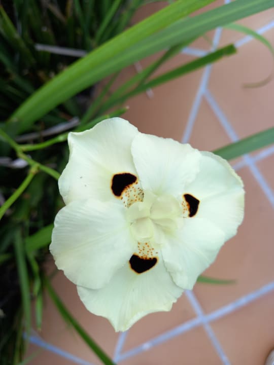 Gartenanlage Zafiro Bahia