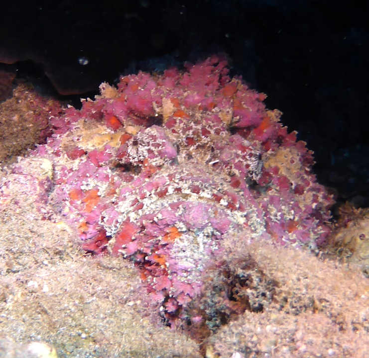 Sonstiges Three Corners Equinox Beach Resort