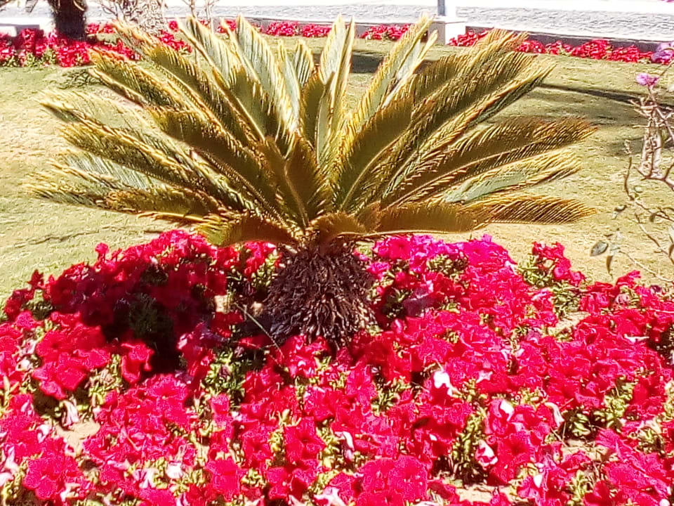 Gartenanlage Pickalbatros Dana Beach Resort - Hurghada