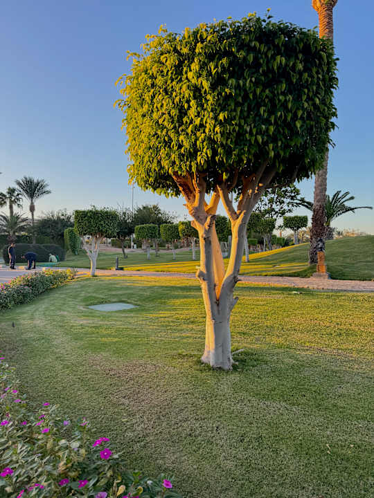 Gartenanlage Steigenberger ALDAU Beach Hotel