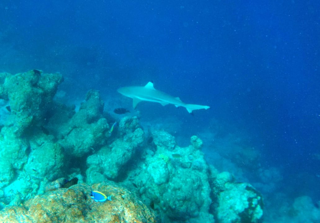 Strand Adaaran Club Rannalhi - All Inclusive