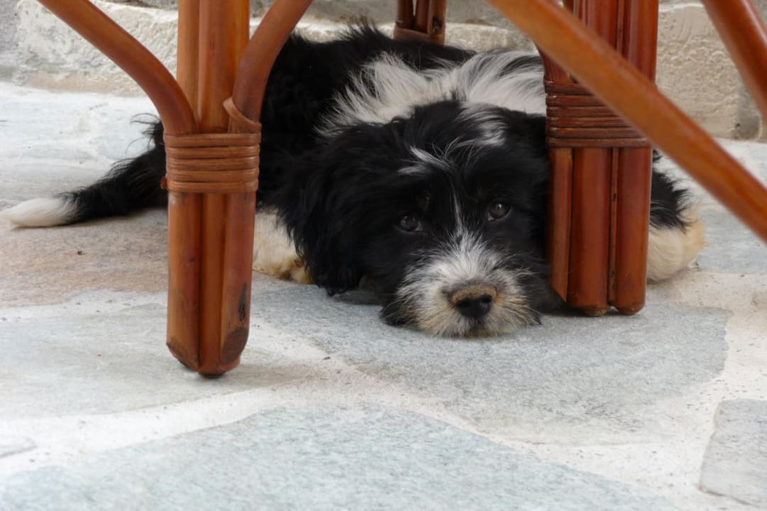 Hotelhund Forest Hotel Forest Park