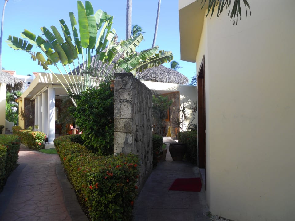 Fächerpalme whala!bávaro