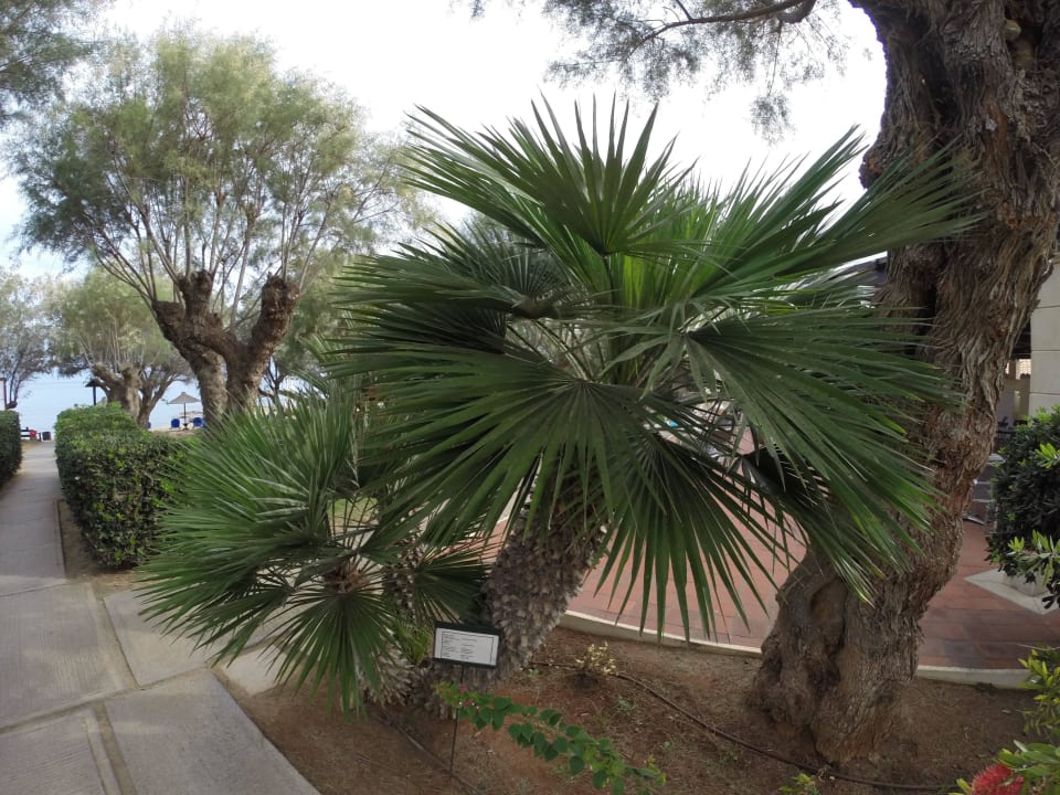 Ne Palme Phãea Cretan Malia