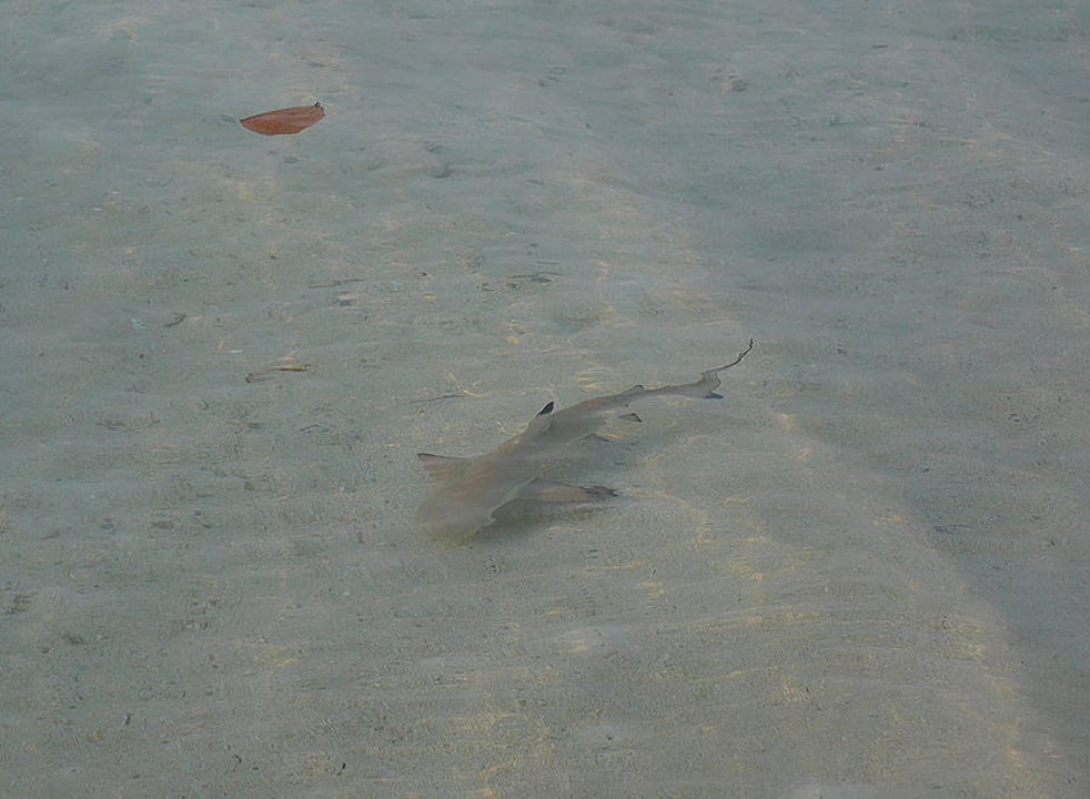 Babyhai an unserem Strand Villa Park Sun Island