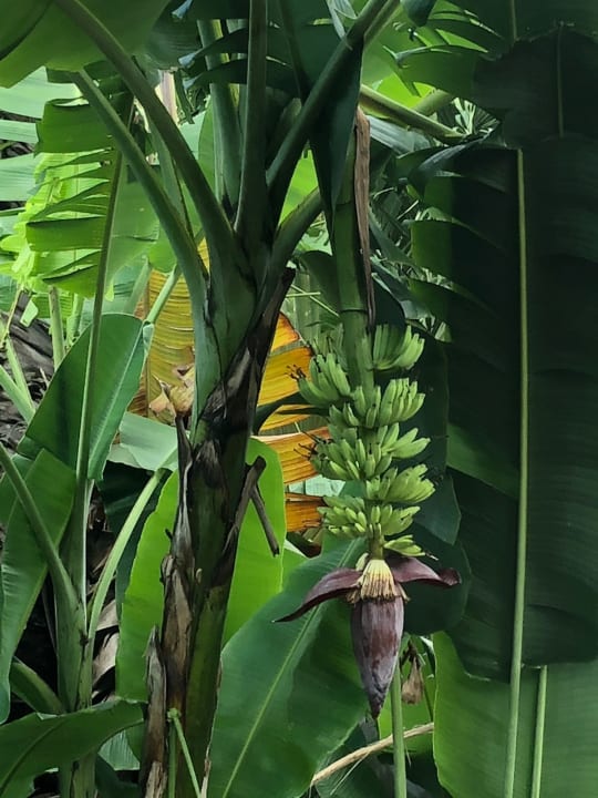 Gartenanlage Woodlands Hotel & Resort