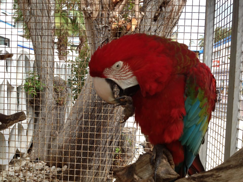 Unser Freund Seaside Hotel Palm Beach