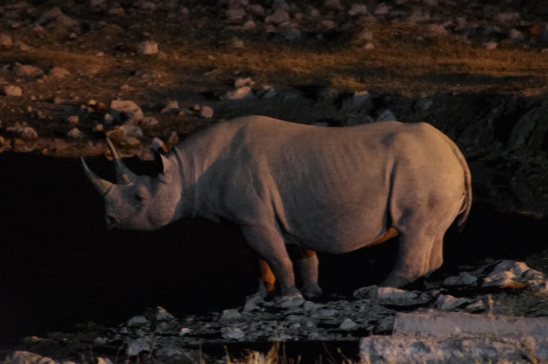 Nächtlicher Besuch am Wasserloch Okaukuejo Camp