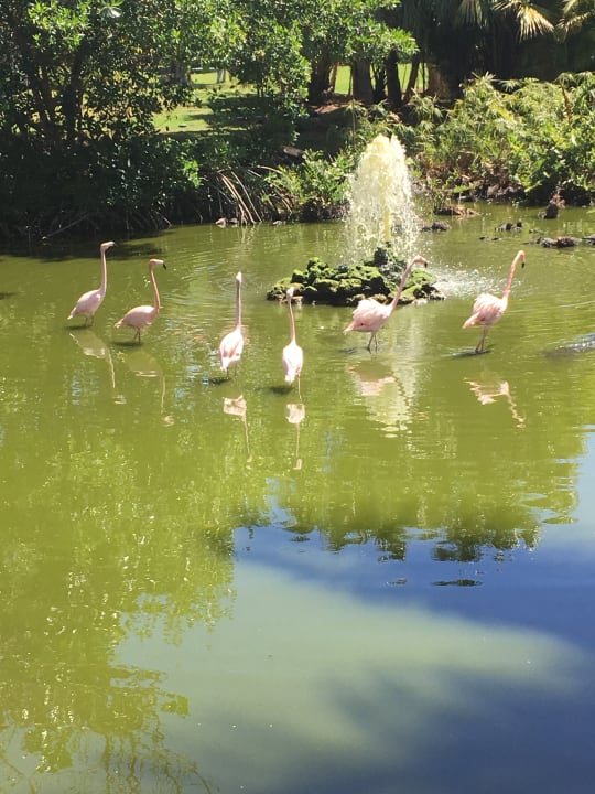 Gartenanlage Hotel Viva Dominicus Palace by Wyndham-All Inclusive Resort