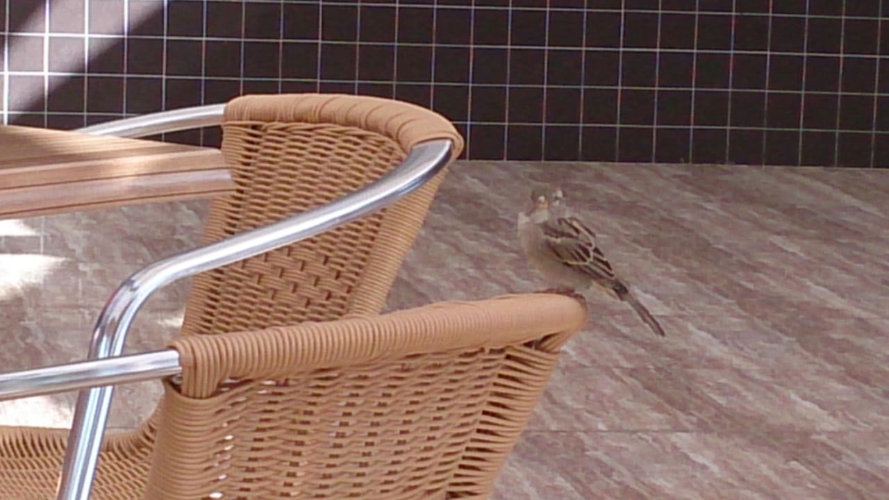 Vogelmahlzeit an der Poolbar Hotel Royal Garden Beach