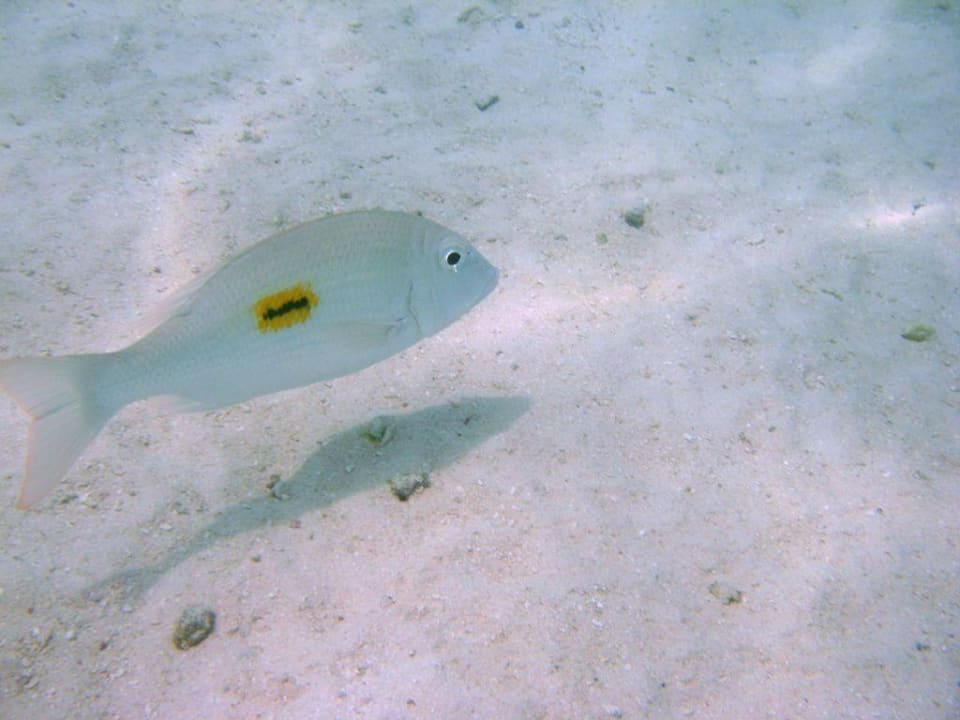 Werbeträge der deutschen Post Summer Island Maldives