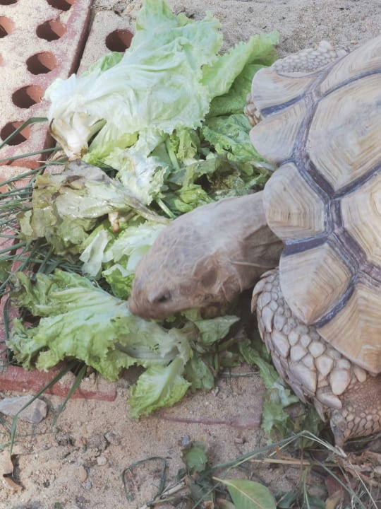 Gartenanlage Dream Lagoon Resort & Aqua Park