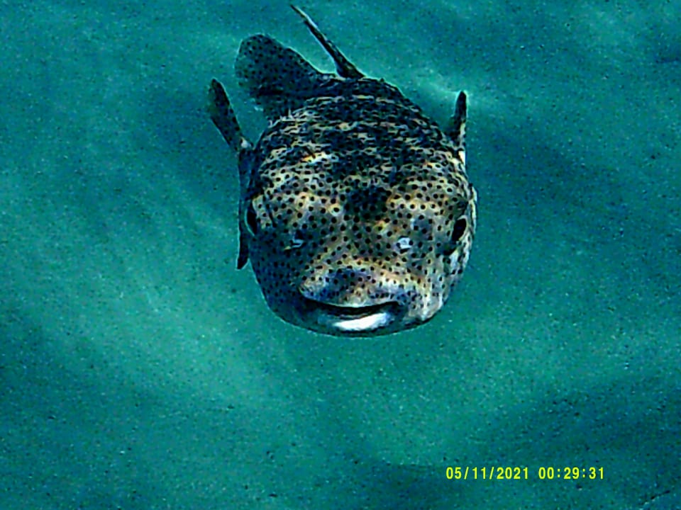 Sport & Freizeit Shams Alam Beach Resort