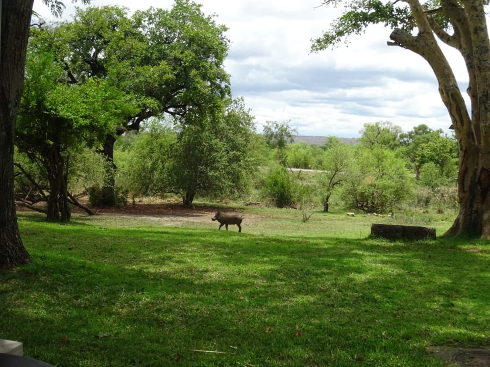 Gartenanlage Hotel Ilala Lodge