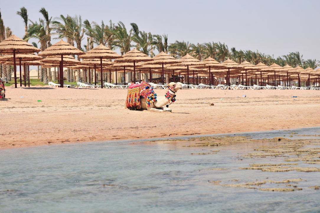 Plaża wraz z jej wielbłądem Sharm Grand Plaza Resort