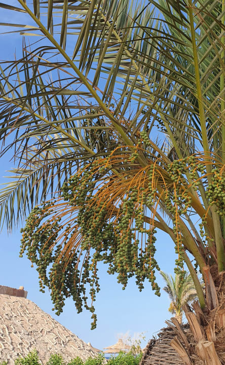 Außenansicht Coral Sun Beach