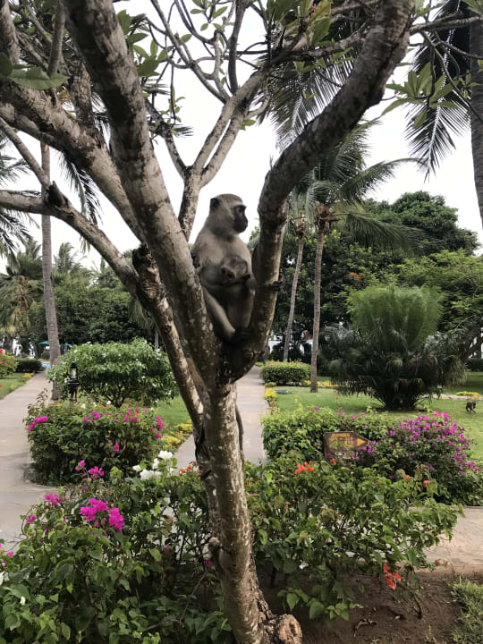 Gartenanlage Hotel Southern Palms Beach Resort