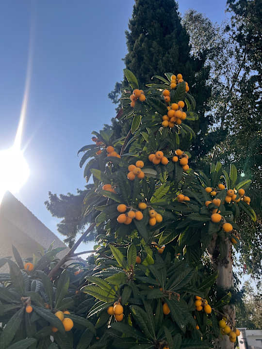 Gartenanlage Yalihan Aspendos