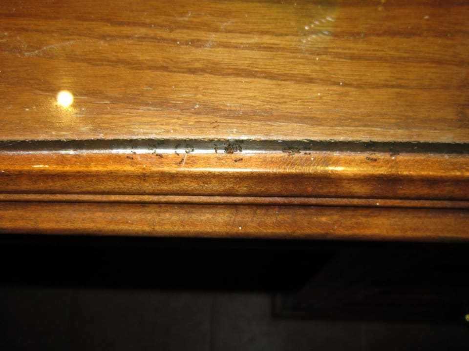 Ameisen auf Tisch  Shams Alam Beach Resort