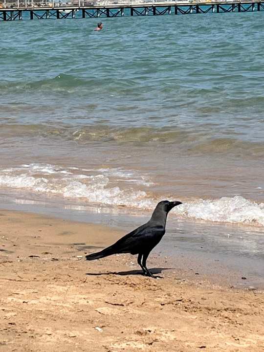 Strand Mövenpick Waterpark Resort & Spa Soma Bay