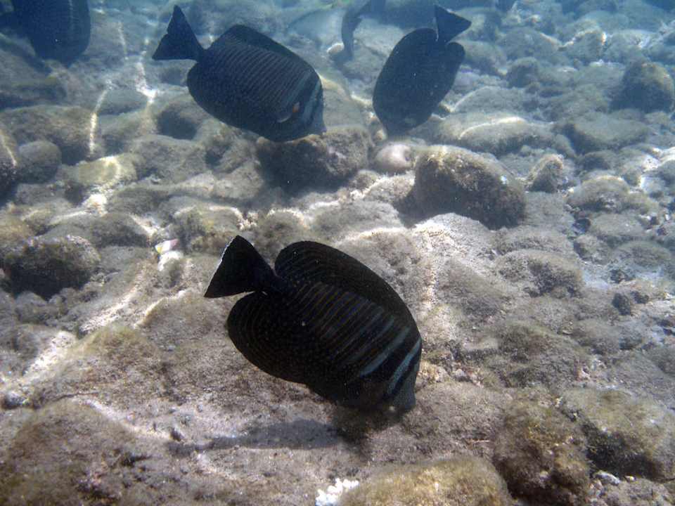 Fische am Hotel-Strand des Ghazala Gardens Ghazala Gardens