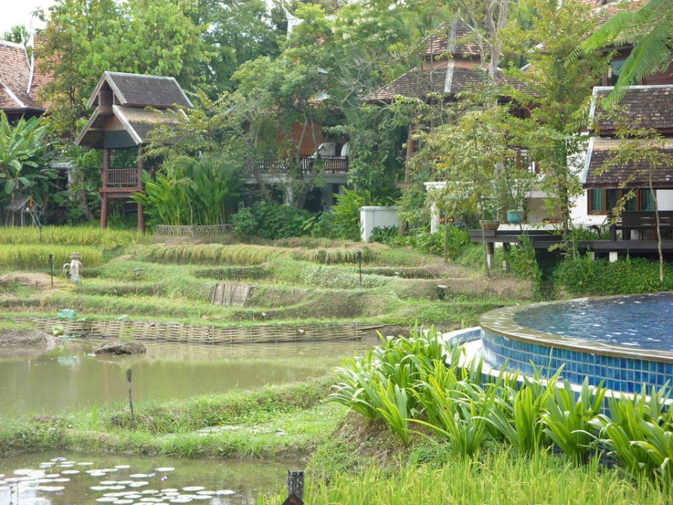 Pool und Reisterrassen The Dhara Dhevi Chiang Mai