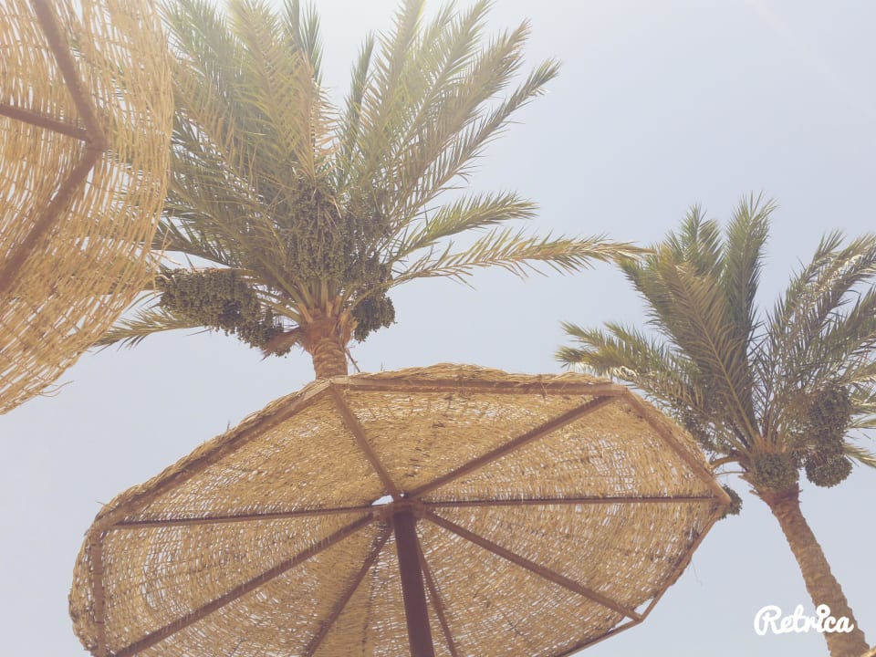 Palmen Arabella Azur Resort