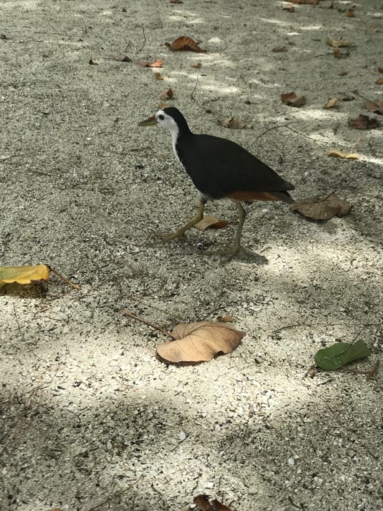 Strand Summer Island Maldives