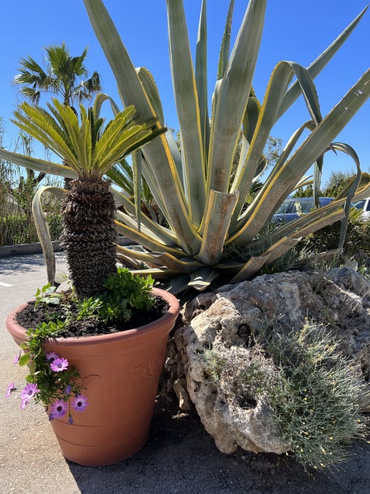 Gartenanlage Hotel Kalithea Horizon Royal