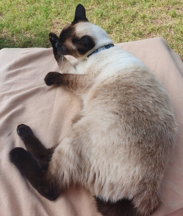 Sonstiges Club Turtas Beach Hotel