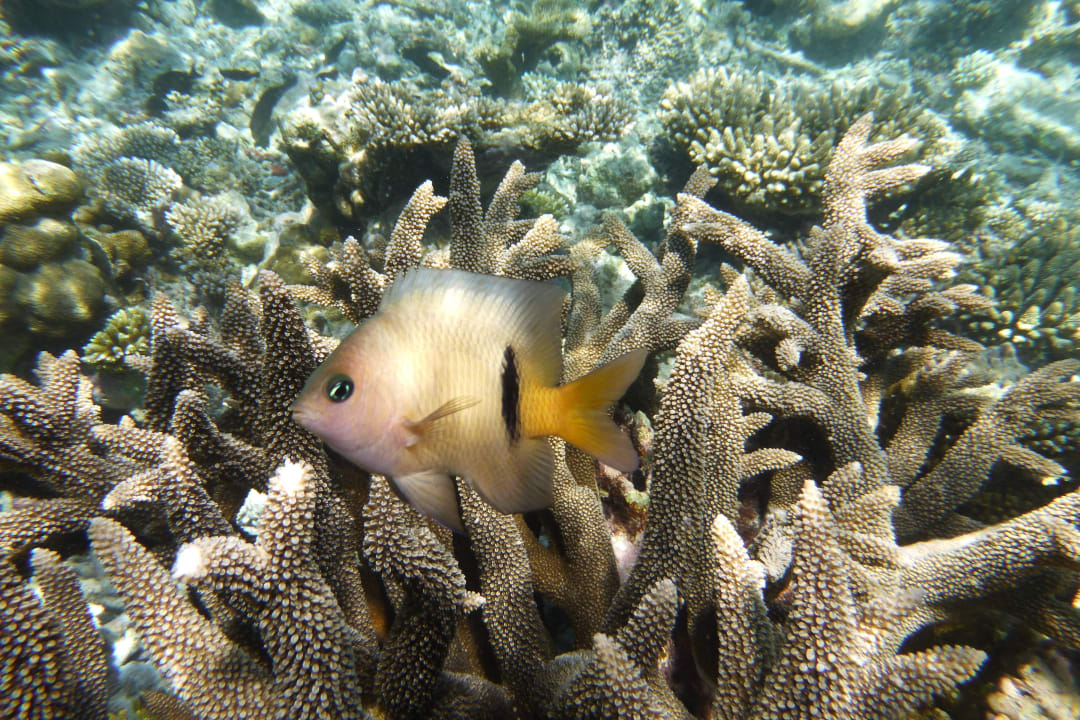 Unterwasser Embudu Village