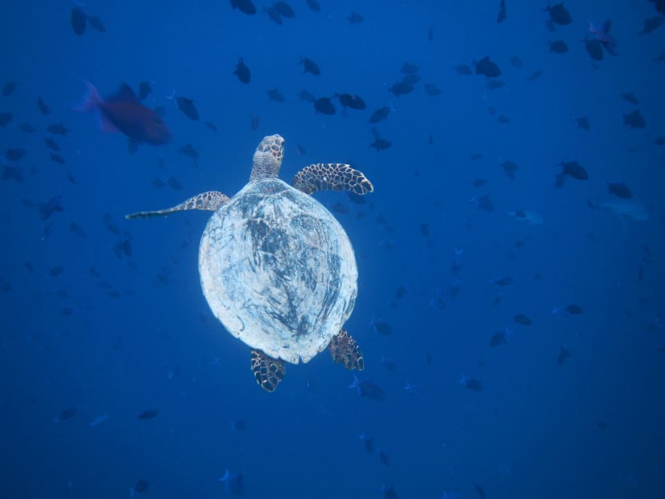 Tagschnorcheln NH Collection Maldives Reethi Resort