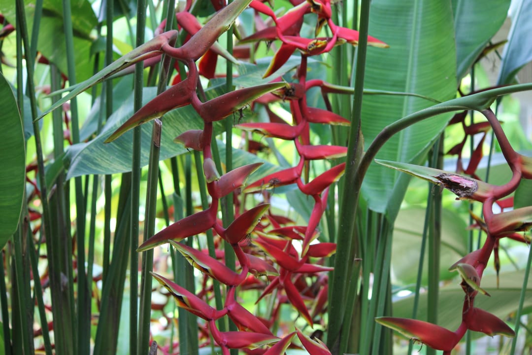 Garten Bangsak Village