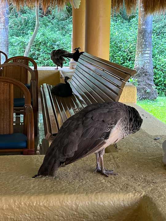 Gartenanlage Iberostar Selection Paraiso Maya Suites