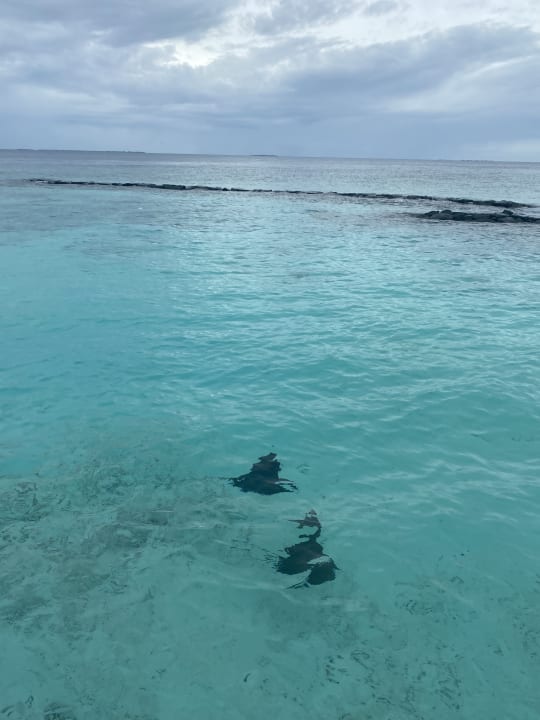 Ausblick Intercontinental Maldives Maamunagau Resort with Club benefits by IHG