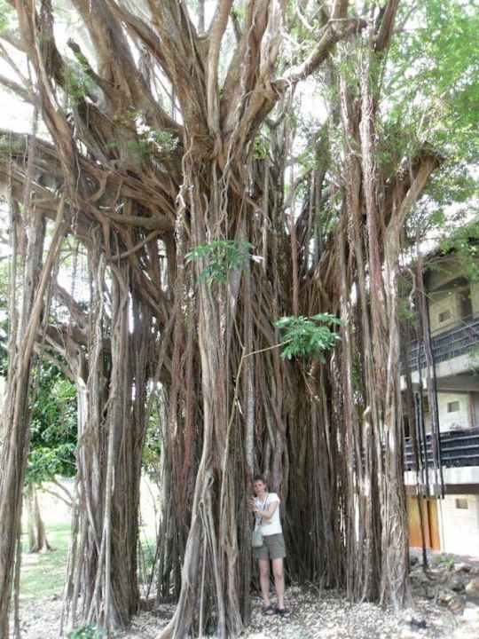 Alter Baumbestand Baobab Beach Resort & Spa
