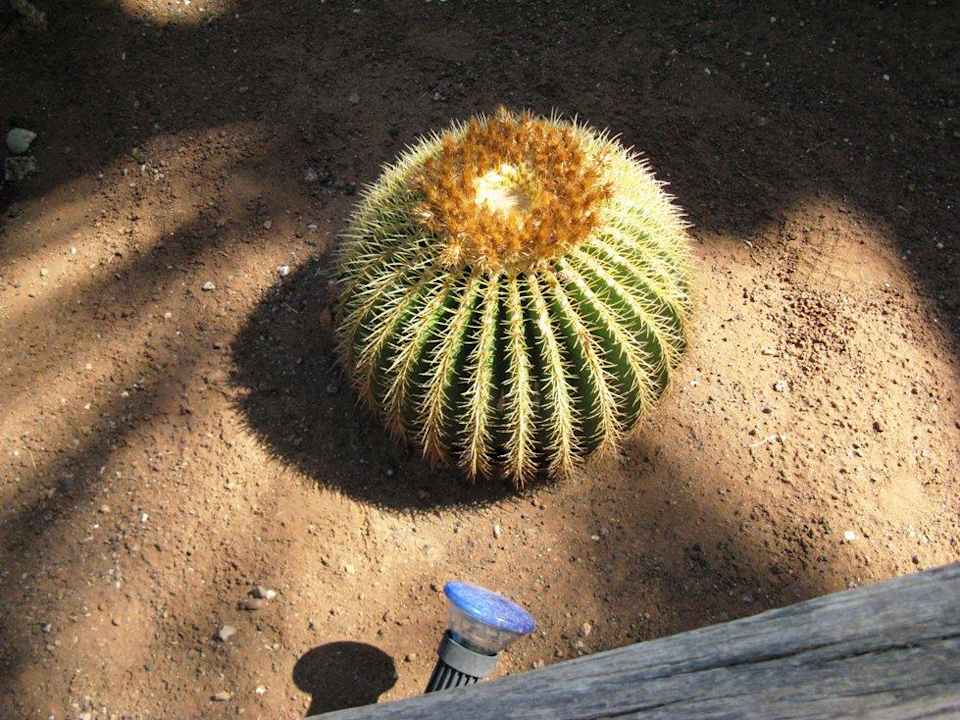 Schwiegermuttersitz Hotel Europalace