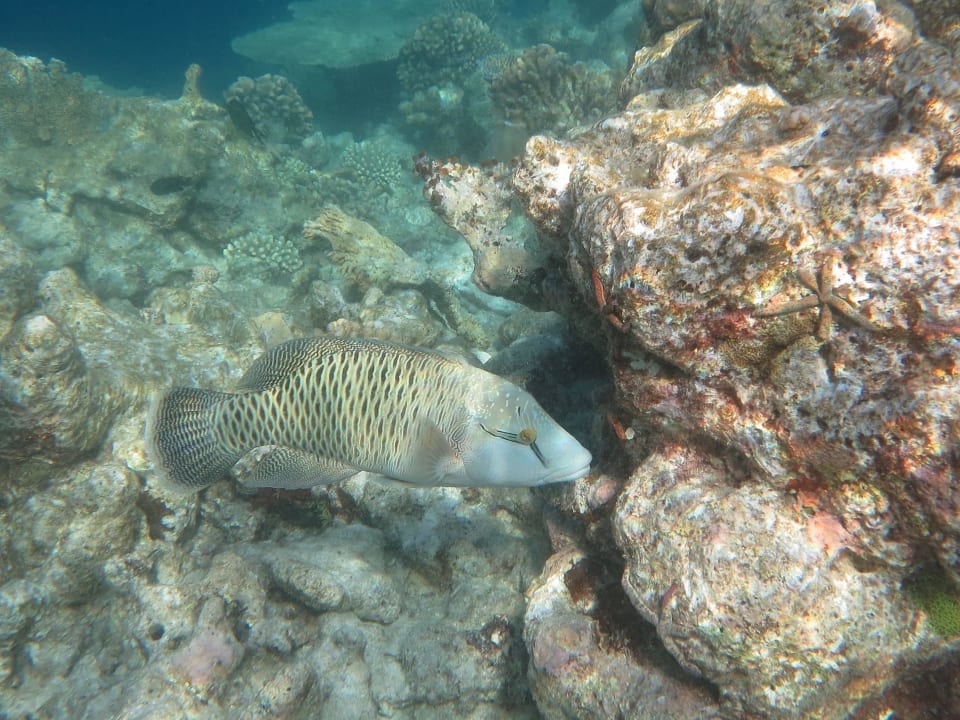 Kleiner Napoleon Diamonds Thudufushi