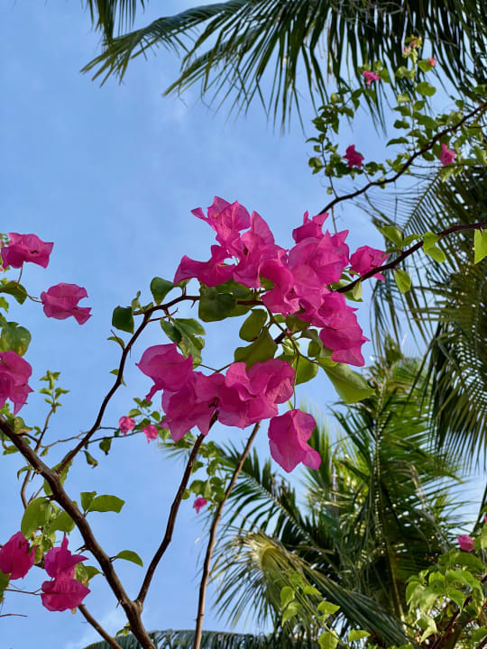 Gartenanlage Thulhagiri Island Resort
