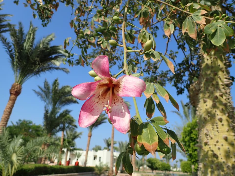 Gartenanlage Pharaoh Azur Resort
