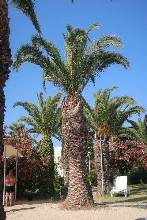 Gartenanlage Venosa Beach Resort & Spa