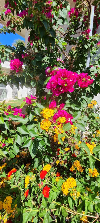 Gartenanlage Civitel Creta Beach